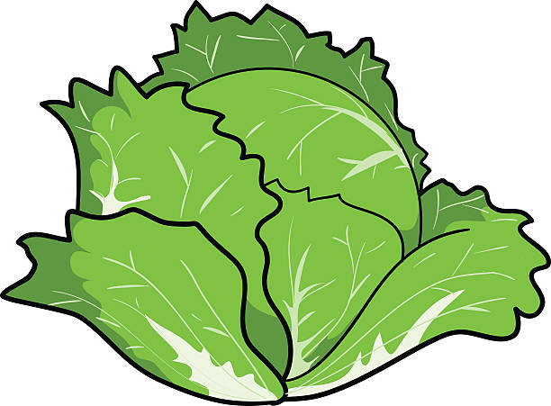 612x451 Cabbage Clipart