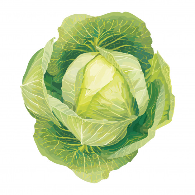 626x626 Cabbage Vector Design Illustration Template Vector Premium Download
