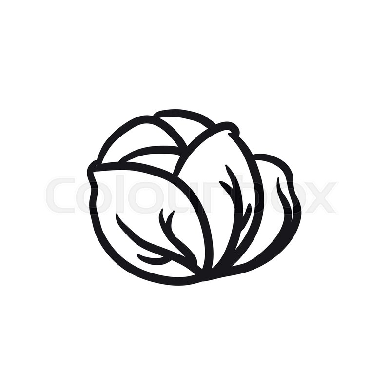 800x800 Cabbage Vector Sketch Icon Isolated On Stock Vector Colourbox