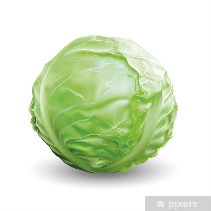 700x700 Cabbage Vector Illustration Wall Mural We Live To Change