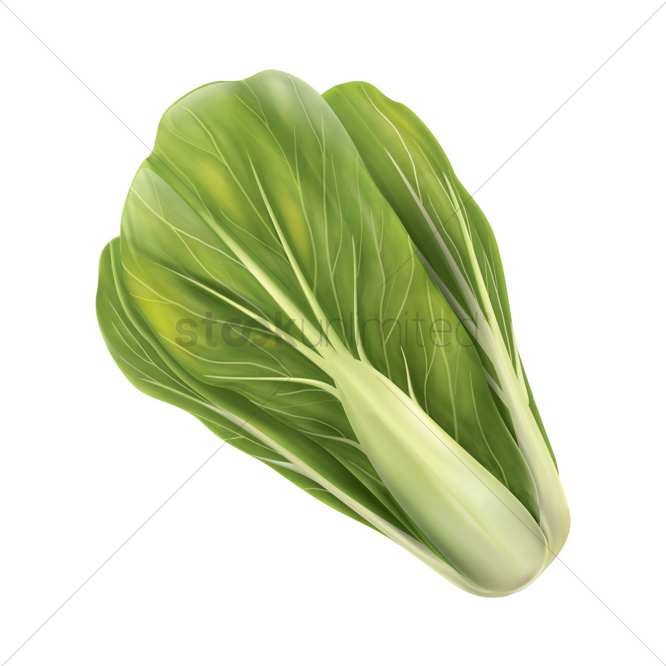 1300x1300 Chinese Cabbage Vector Image