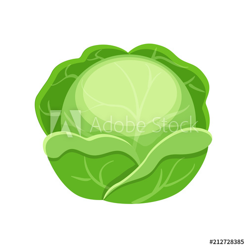 500x500 Colorful Cabbage Vector Illustration Isolated On White Backgroun