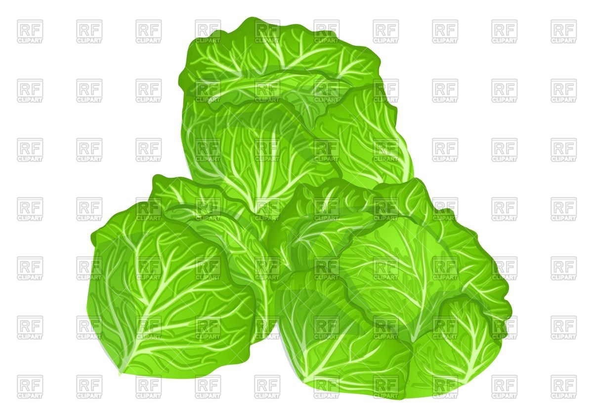 1200x849 Green Cabbage Vector Image Of Food And Beverages Arkela