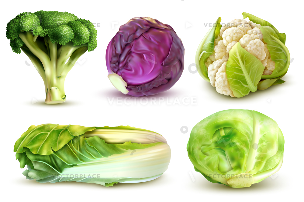 1000x667 Realistic Set Fresh White Cabbage Broccoli Vector Illustration