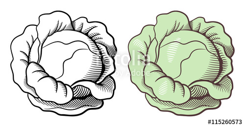 500x260 Stylized Illustration Of Cabbage Vector, Isolated On White