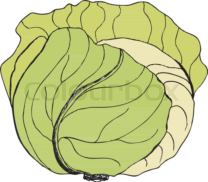 800x698 Vector Green Liner Cabbage Cabbage Stock Vector Colourbox