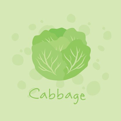 416x416 Vegetable Cabbage Vector Premium Clipart