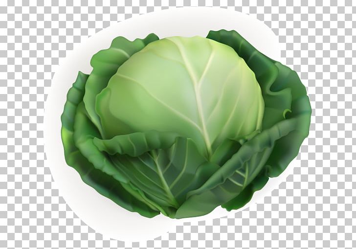 728x511 White Cabbage Vegetable Chinese Cabbage Png, Clipart, Cabbage