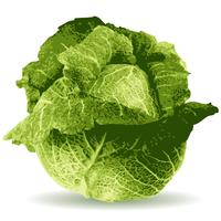 200x200 Cabbage Free Vector Art