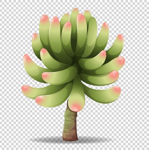 Cactus Flower On Transparent Background 489x490 Cactus Flower On Transparent Background
