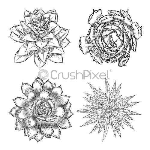 Cacti Flower Set Cactus And Succulents Collection Hand Drawn 500x500 Cacti Flower Set Cactus And Succulents Collection Hand Drawn