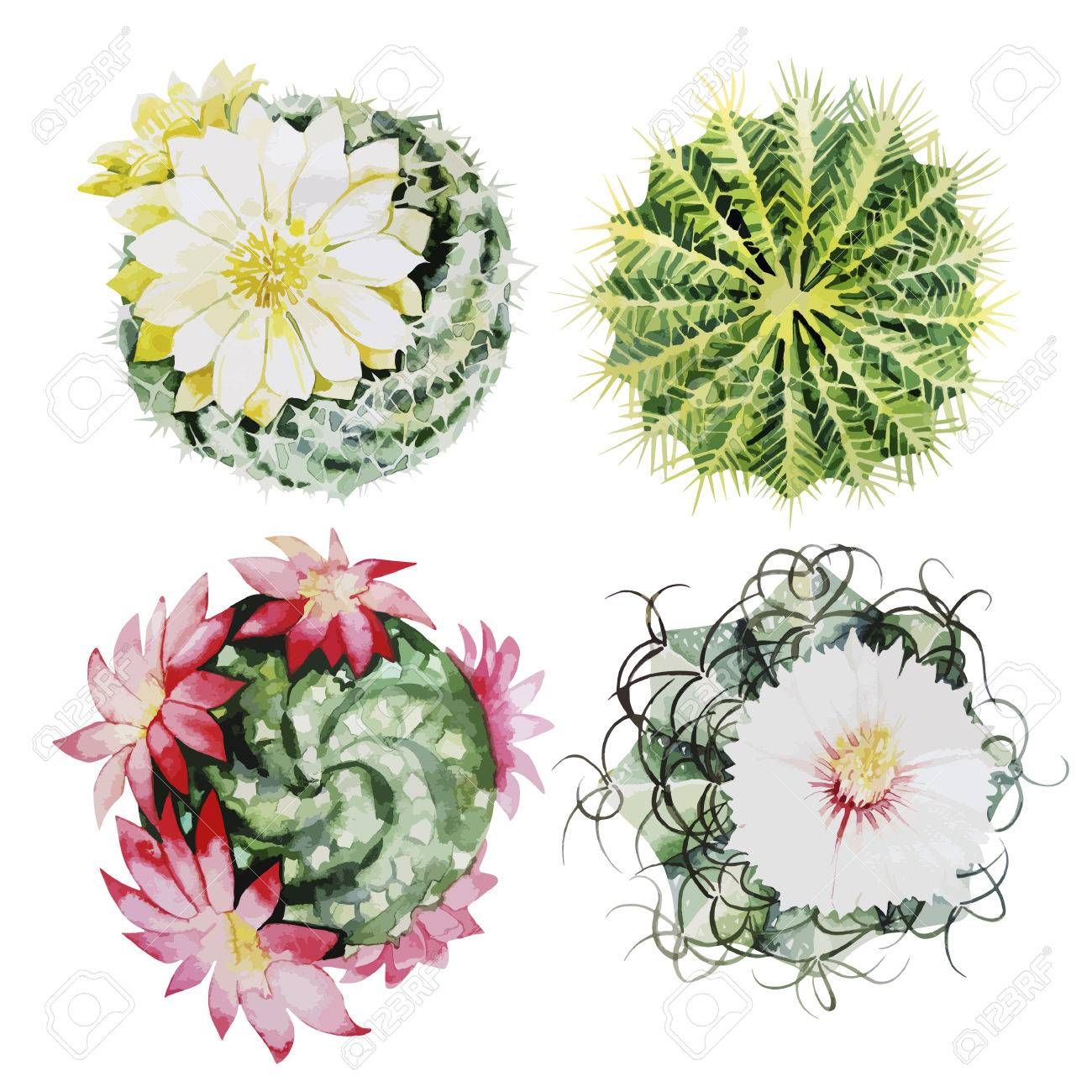 Image Result For Cactus Flower Vector Cactus Y Honey Logo 1300x1300 Image Result For Cactus Flower Vector Cactus Y Honey Logo