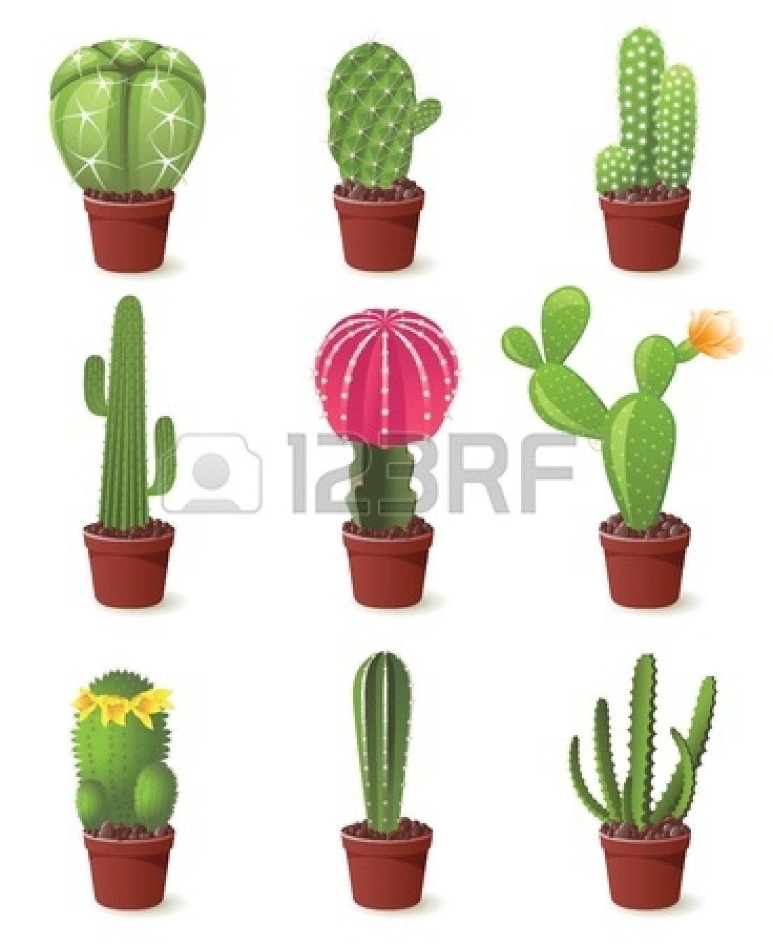 Stock Vector Cactus Flower Cactus Plants, Cactus Illustration 1104x1350 Stock Vector Cactus Flower Cactus Plants, Cactus Illustration