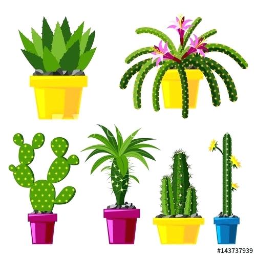 Cactus With Flowers Drawing 500x500 Cactus With Flowers Drawing