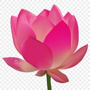 Cactus Flower On Transparent Background Vector Soidergi 300x300 Cactus Flower On Transparent Background Vector Soidergi