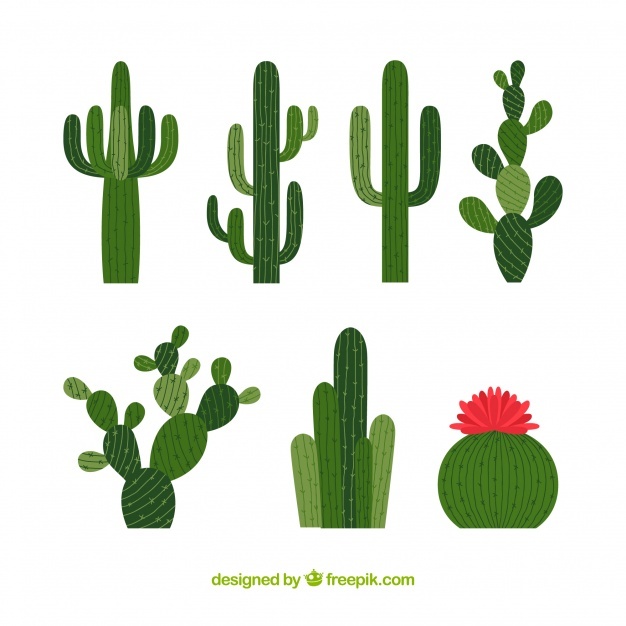 Cactus Flower Vectors, Photos And Free Download 626x626 Cactus Flower Vectors, Photos And Free Download