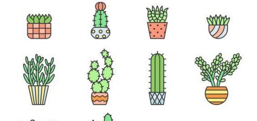 Cacti Best Vector Download 520x245 Cacti Best Vector Download