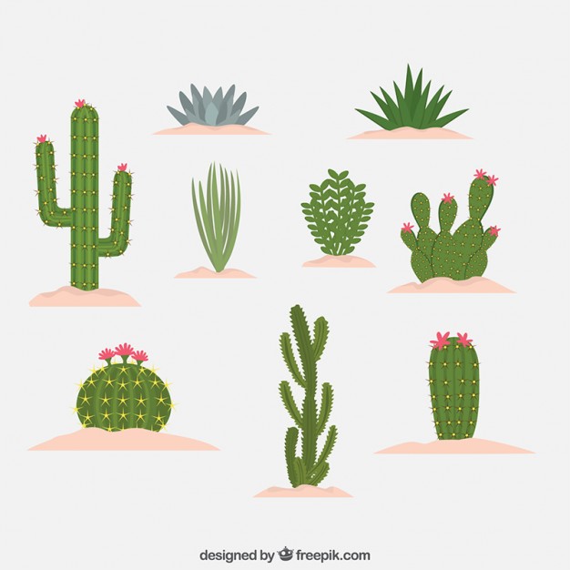 Cactus Vectors, Photos And Free Download 626x626 Cactus Vectors, Photos And Free Download