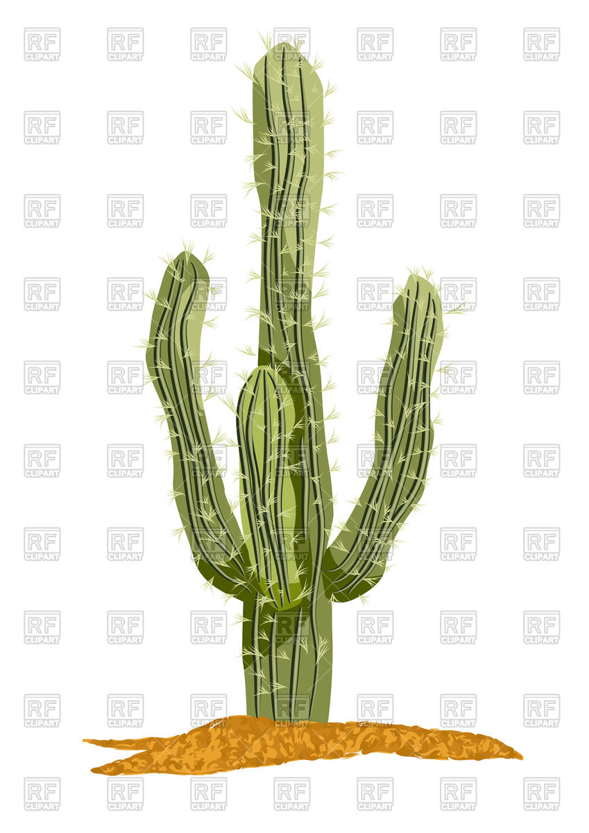 Saguaro Cactus Isolated On A White Background Vector Image 849x1200 Saguaro Cactus Isolated On A White Background Vector Image