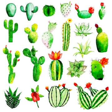 Cactus Vector, Free Download Watercolor Cactus, Cactus Watercolor 360x360 Cactus Vector, Free Download Watercolor Cactus, Cactus Watercolor