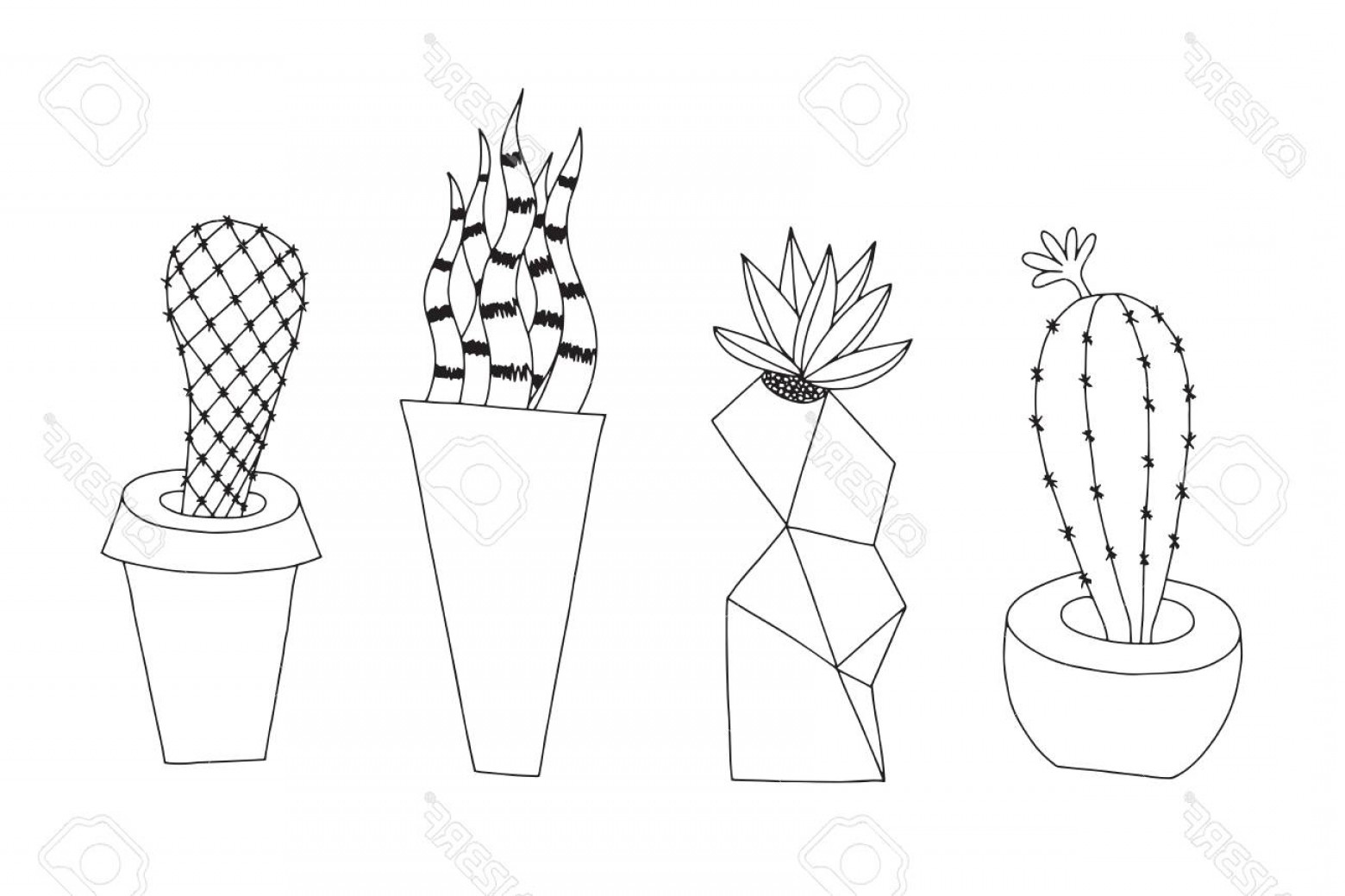 Photostock Vector Cactus Vector Illustration Doodle Style Isolated 1560x1039 Photostock Vector Cactus Vector Illustration Doodle Style Isolated