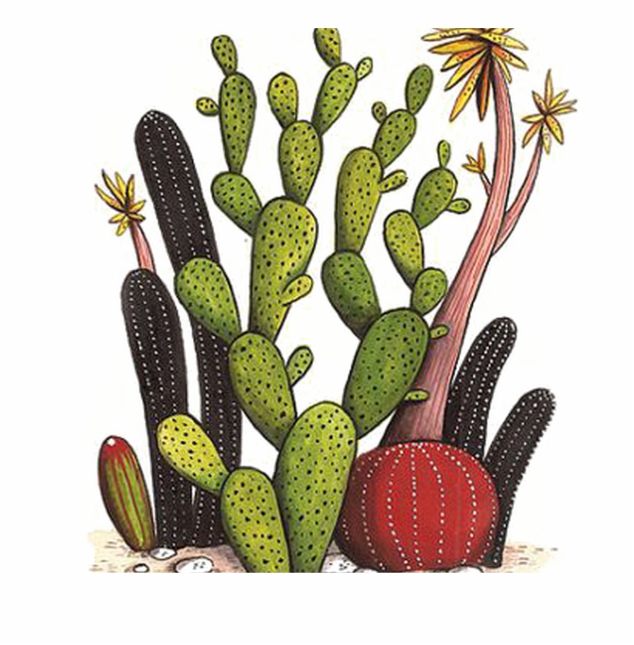 920x936 Collection Of Free Cactus Vector Flower Drawing Download