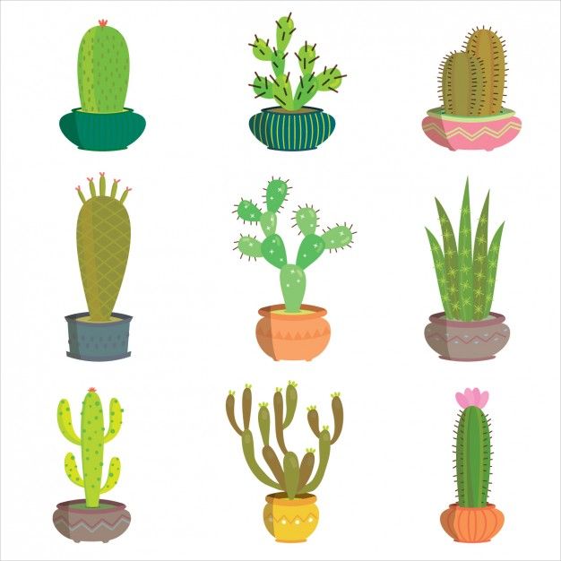 626x626 Coloured Cactus Collection Vector Free Download Organize