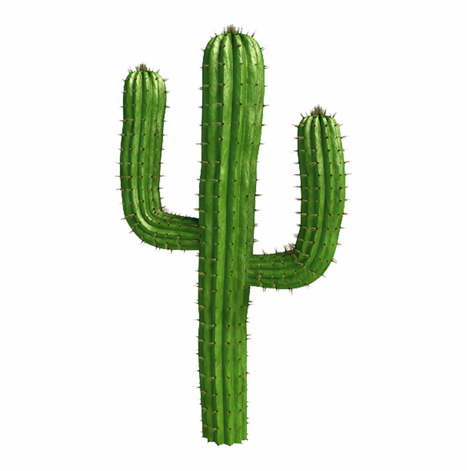 920x926 Saguaro Cactus Vector