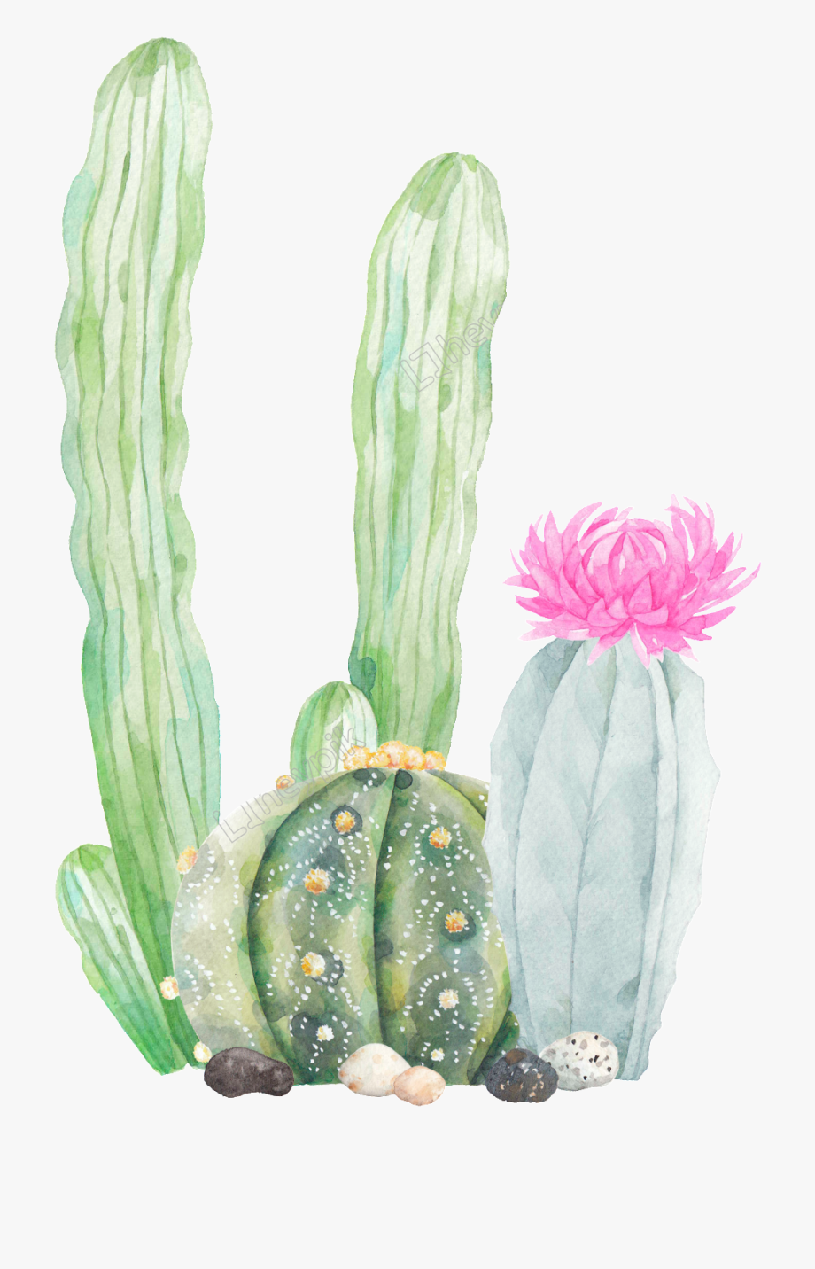 920x1432 Transparent Cactus Vector Png