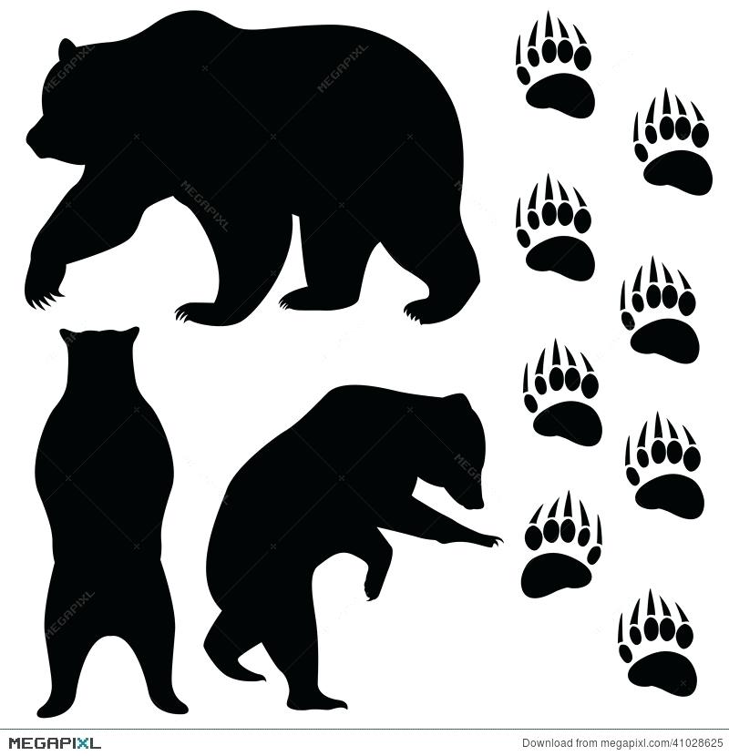 800x830 Bear Vector