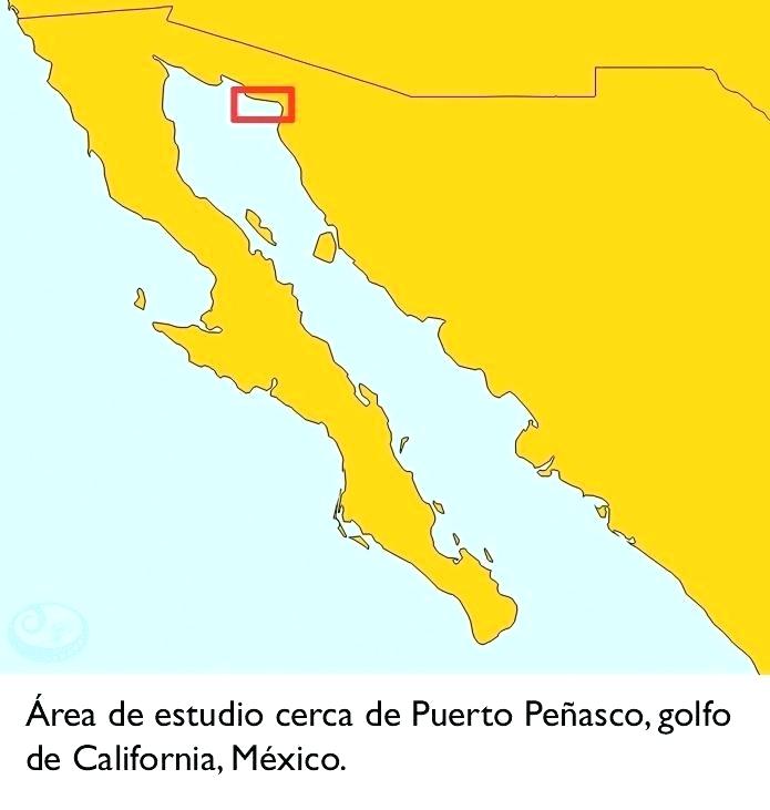 695x731 California Map Outline