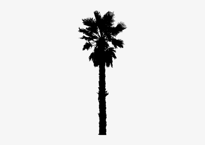 Clipart Live Oak Tree Silhouette 820x581 Clipart Live Oak Tree Silhouette