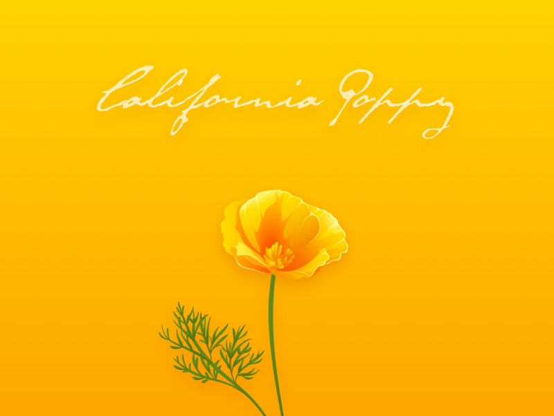 800x600 California Poppy