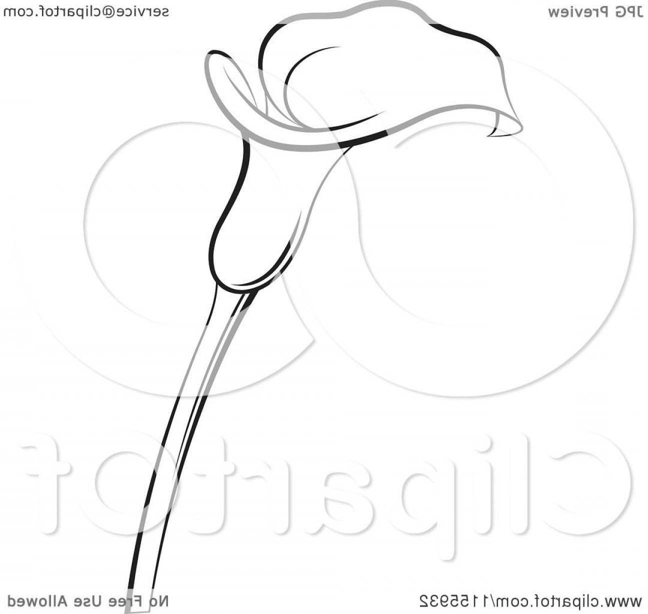 calla-lily-vector-at-vectorified-collection-of-calla-lily-vector