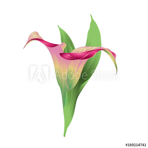 500x500 Calla Lily Pink Flowers And Leaves Herbaceous Perennial Ornamental