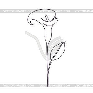 300x300 Calla Lily Flower