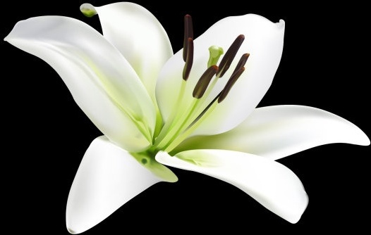526x334 Calla Lily Vector Free Vector Download