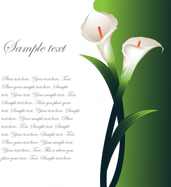551x600 Calla Vector Free Vector In Encapsulated Postscript