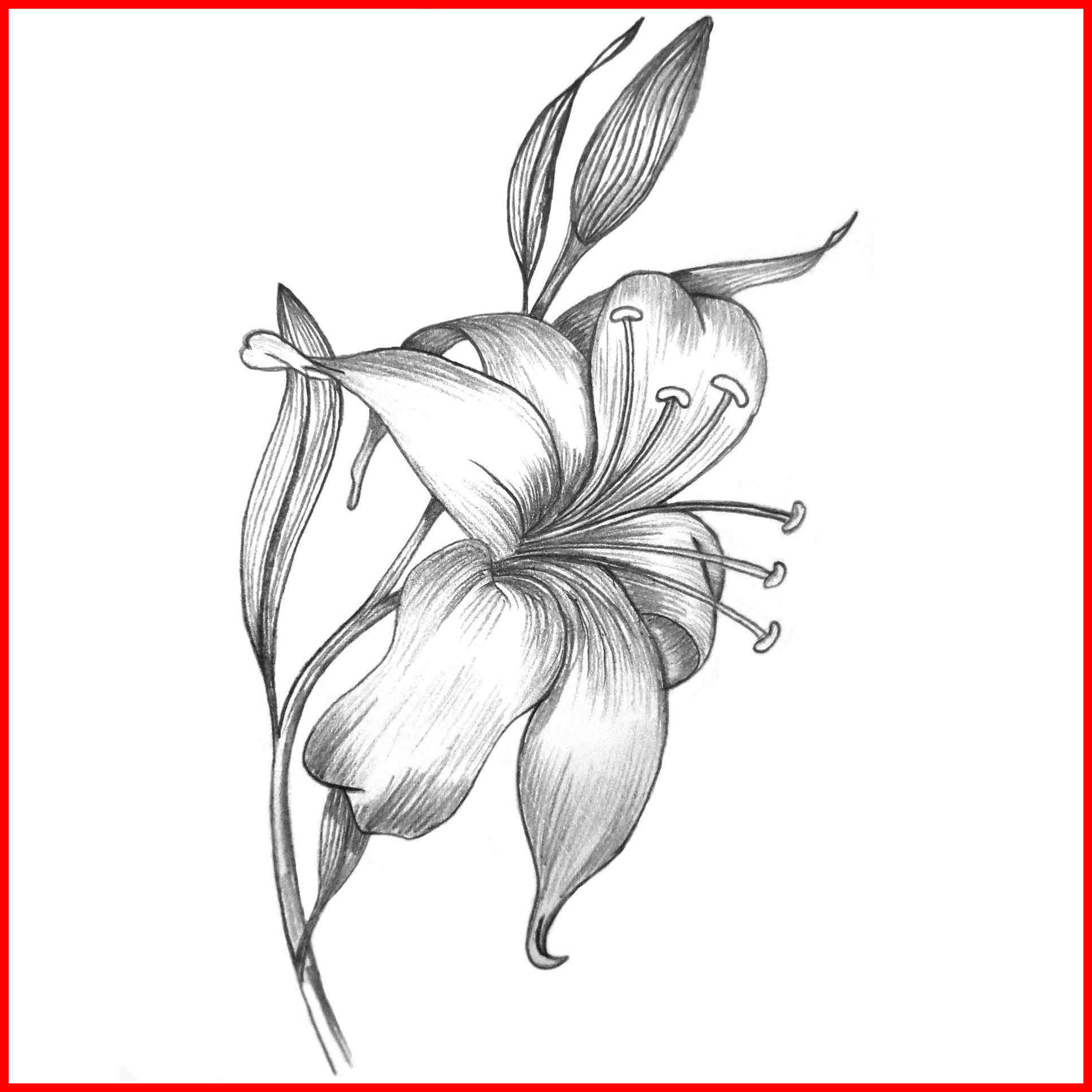 Calla Lily Vector at Vectorified.com | Collection of Calla Lily Vector ...