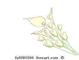 253x194 Free Art Print Of White Calla Lilies Vector Illustration Of Four
