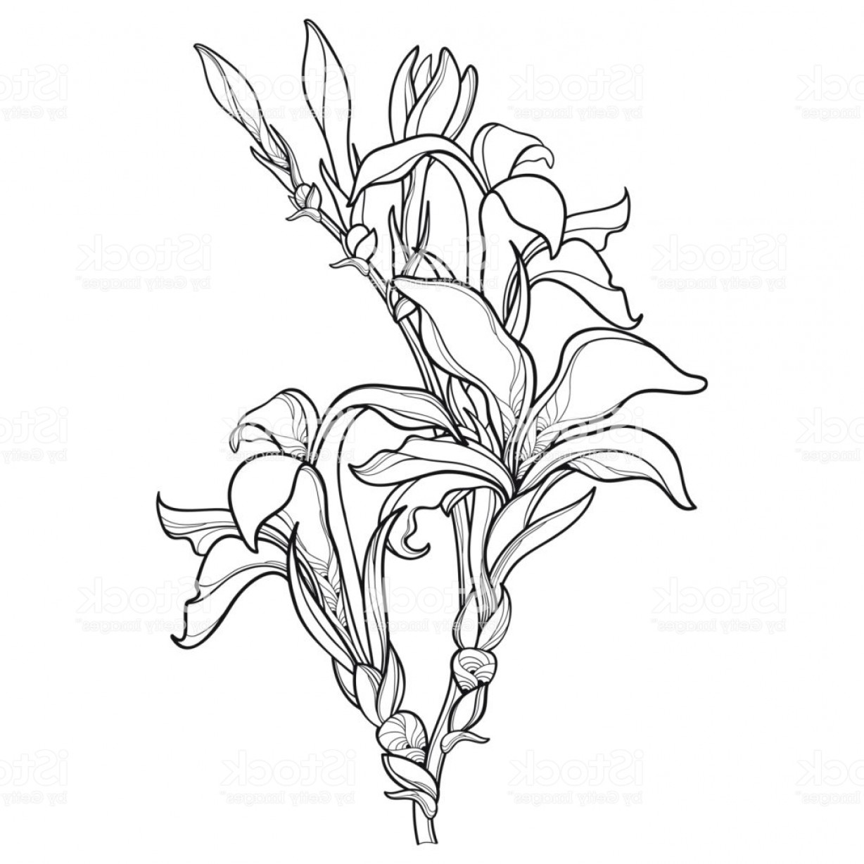 1228x1228 Lily Vector Outline Lamaison