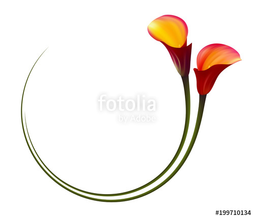 500x429 Realistic Red Calla Lily Circle Frame The Symbol Of Attraction