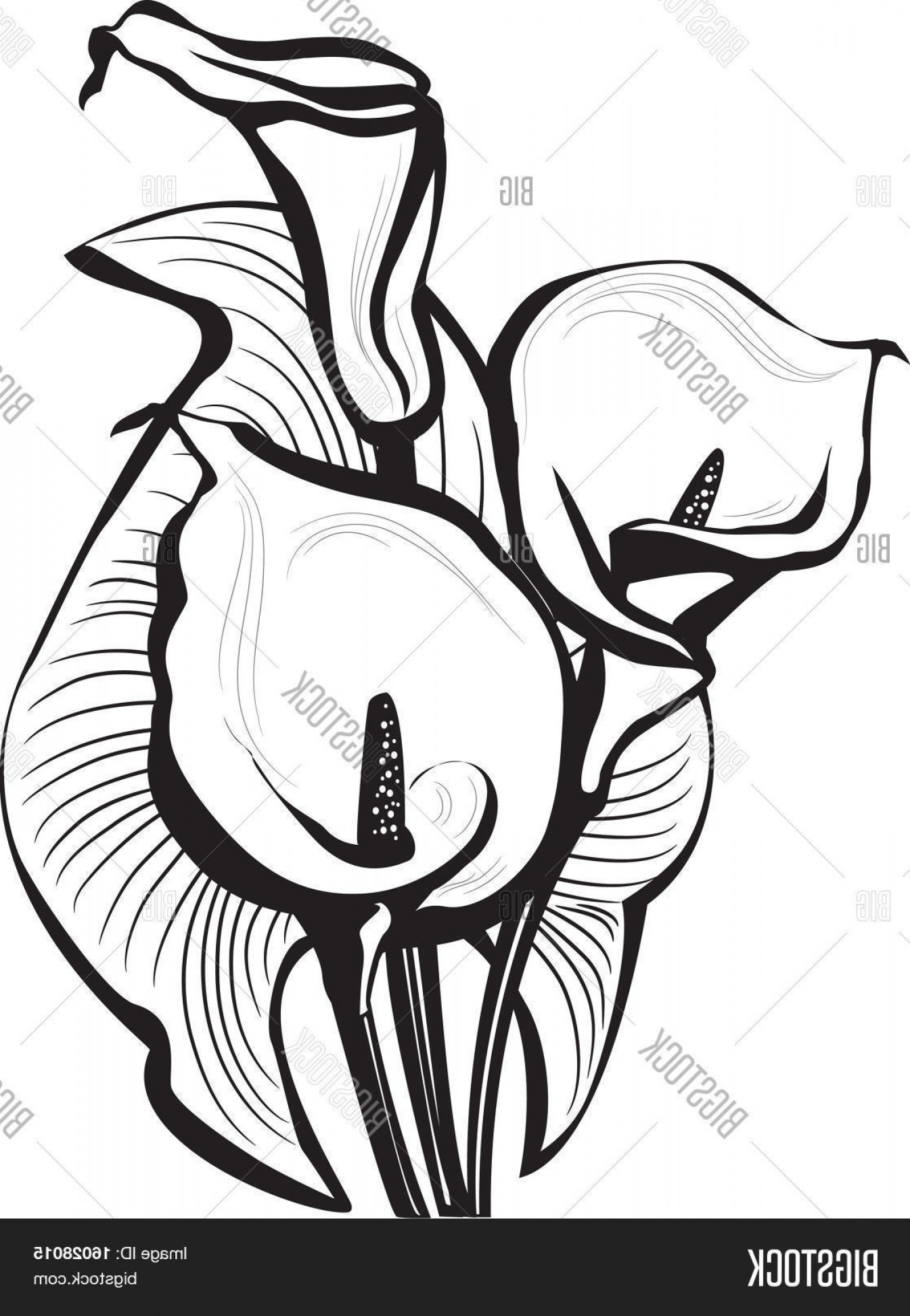 1345x1944 Stock Vector Sketch Of Calla Lilies Flowers Geekchicpro