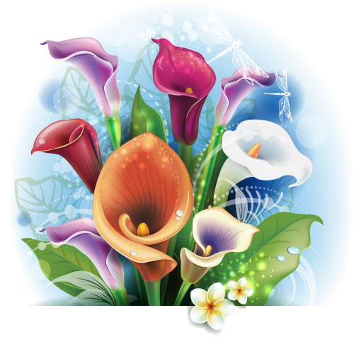 500x500 Bouquet Of Calla Lilies Vector Free Download