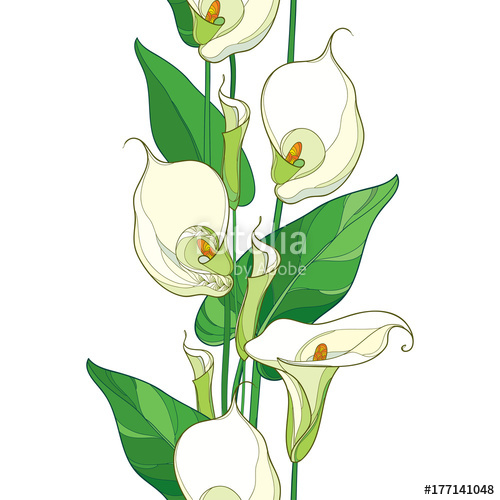 Calla Lily Vector at Vectorified.com | Collection of Calla Lily Vector ...