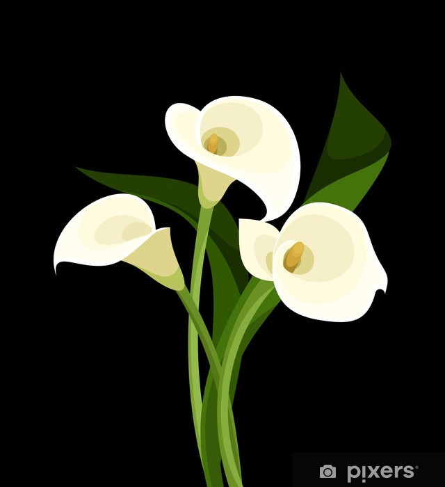 640x700 White Calla Lilies On Black Vector Illustration Wall Mural
