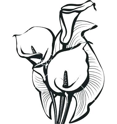 380x400 Calla Lily Drawing