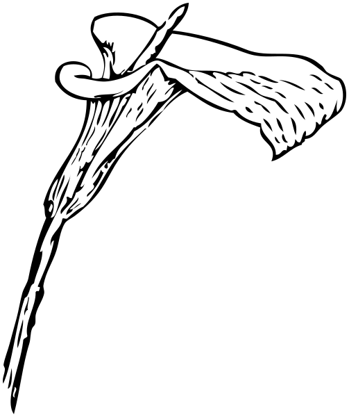 503x600 Calla Lily Vector