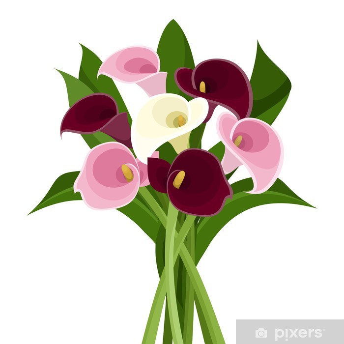 Calla Lily Vector at Vectorified.com | Collection of Calla Lily Vector ...