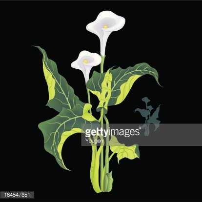 414x414 Calla Lily